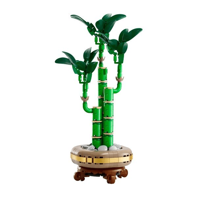 Botanicals Lucky Bamboo